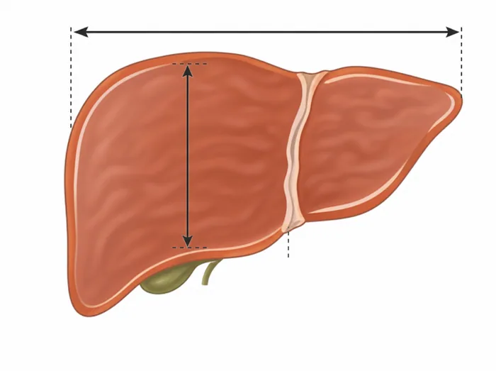 Hepatic volume
